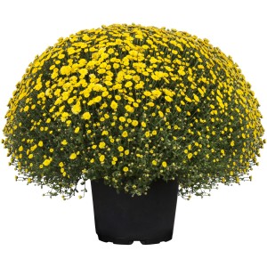 Sárga Skyfall krizantém cserépben (Ø 23 cm). Széles, bokros, folyamatosan virágzó cserepes növény.