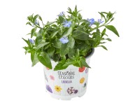 Wouters törpe lobélia választható színben cserépátmérő kb. 10,5 cm Lobelia
