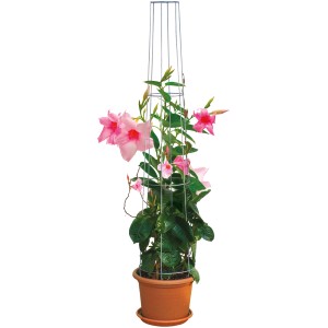 Bellissa kúpos támaszték, 80 cm, horganyzott, virágzó futónövénnyel a cserépben.
