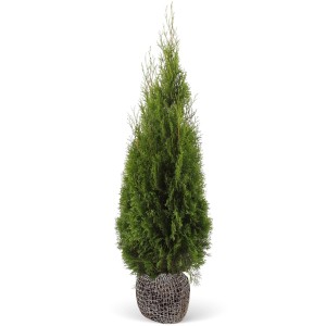 Smaragd tuja labdás kiszerelésben, kb. 140-160 cm magas, ideális sövénynövény.