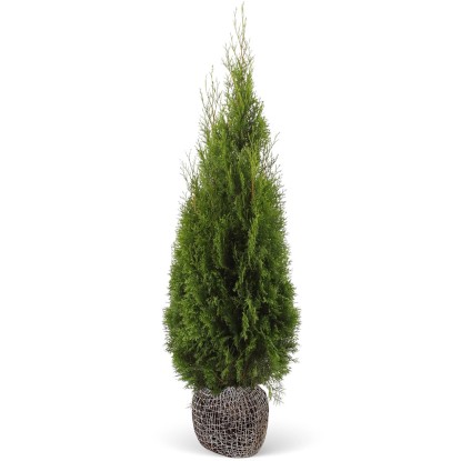 "Smaragd" tuja készlet 40 darab magasság kb. 140-160 cm bálaáru Thuja