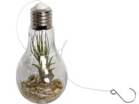 Szakállbromélia kompozíció villanykörtében cserépátmérő: kb. 9 cm