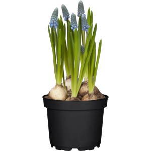 Kék gyöngyike (Muscari armeniacum) cserépben, tavaszi virág ágyásokba és erkélyekre.