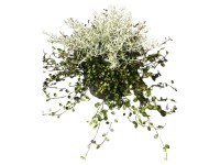 Kúszó keserűporclián - olasz szalmagyopár duó cserépátmérő kb. 11 cm Kúszó keserűporclián - olasz szalmagyopár duó cserépátmérő kb. 11 cm