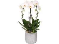 Modern orchidea kompozíció beton kaspóban cserépátmérő: kb. 20 cm
