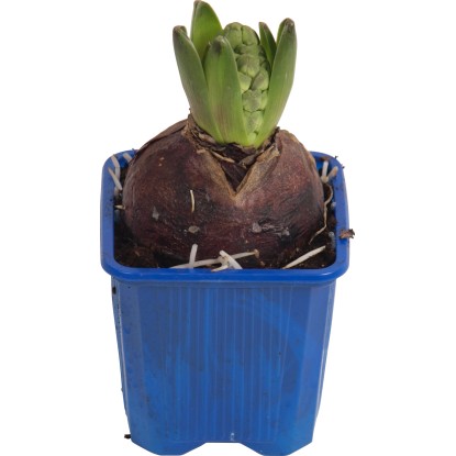 Jácint kék cserépátmérő: kb. 7 cm Hyacinthus
