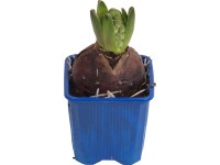 Jácint kék cserépátmérő: kb. 7 cm Hyacinthus