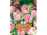 Tulipán 