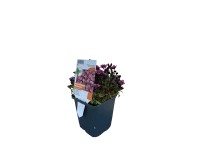 OBI mohalevelű kőtörőfű 