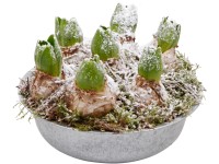 Téli kompozíció jácinttal cserépátmérő: kb. 22 cm
