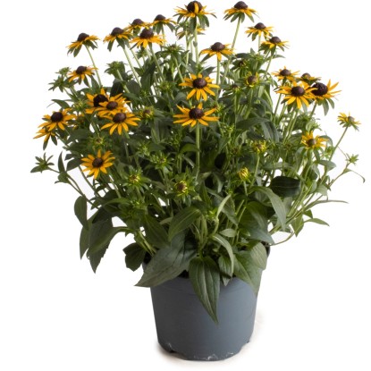 "Little Gold Star" pompás kúpvirág kb. 45 cm - 60 cm cserépátmérő kb. 19 cm