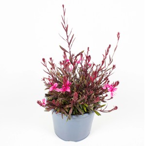Gaura lindheimeri Gaudi cserépben, kb. 28 cm magas, piros virágokkal.