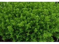 Veronikacserje (Hebe Green Globe)