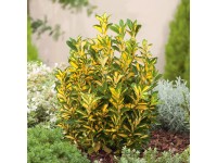 OBI japán kecskerágó különböző fajták magassága kb. 50-60 cm cserepe kb. 10 l OBI japán kecskerágó különböző fajták magassága kb. 50-60 cm cserepe kb. 10 l