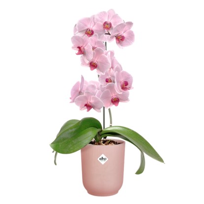Rózsaszín Elho Vibes Fold orchidea cserép virágzó orchideával. Stílusos cserép szobai orchideákhoz.
