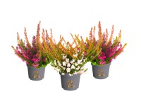 Beauty Ladies Tornado csarab cserépátmérő kb. 11 cm 2 féle változatban Beauty Ladies Tornado csarab cserépátmérő kb. 11 cm 2 féle változatban