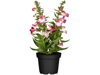 GROW by OBI piros bugatölcsér cserépátmérő kb. 12 cm Pentemon hartwegii GROW by OBI piros bugatölcsér cserépátmérő kb. 12 cm Pentemon hartwegii