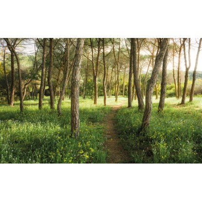Vlies fotótapéta Blütenzauberwald 450 cm x 280 cm
