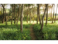 Vlies fotótapéta Blütenzauberwald 450 cm x 280 cm Vlies fotótapéta Blütenzauberwald 450 cm x 280 cm