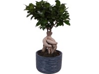 Bonsai Ficus Ginseng beton edényben magasság kb. 40-45 cm cserépátmérő 17 cm Bonsai Ficus Ginseng beton edényben magasság kb. 40-45 cm cserépátmérő 17 cm
