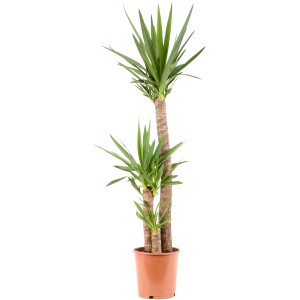 GROW by OBI pálmaliliom 3 törzzsel cserépben, kb. 130-140 cm magas.