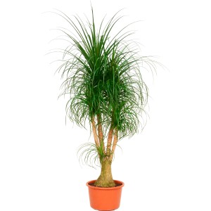 Elefántláb (Beaucarnea recurvata), kb. 120-140 cm magas, cserépben. Szobanövény karcsú, lelógó levelekkel.