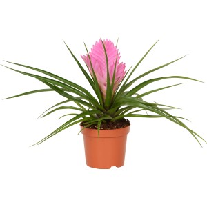 Tillandsia Josée cserépben, kb. 9 cm, rózsaszín virággal. Dekoratív szobanövény.