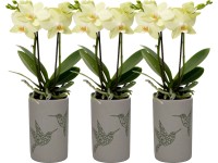 Lepkeorchidea kétszárú sárga virágú kerámia kaspóban cserépátmérő: kb. 9 cm