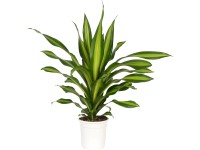 Burley sárkányfa cserépátmérő: kb. 24 cm (Dracaena fragrans) Burley sárkányfa cserépátmérő: kb. 24 cm (Dracaena fragrans)