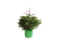 Fenyő cserépben nordmann 40 cm - 60 cm Fenyő cserépben nordmann 40 cm - 60 cm