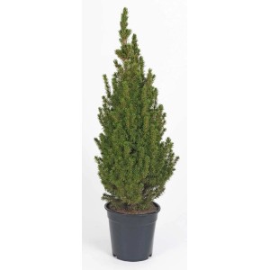 Picea 'Conica' cserépben, kb. 55-60 cm magas, világoszöld tűlevelekkel. Ideális kertbe, erkélyre és teraszra.
