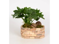 Kúszó filodendron kompozíció fa kaspóban cserépátmérő: kb. 25 cm