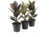 Szobafikusz válogatás cserépátmérő kb. 17 cm Ficus elastica