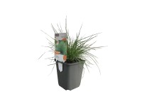 OBI kék csenkesz sárgásbarna cserépátmérő: kb. 9 cm x 9 cm Festuca