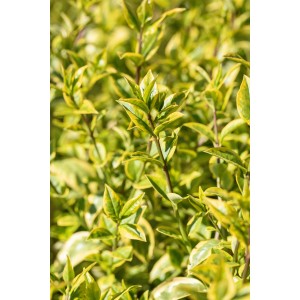 Arany Liguster Aureum arany szegélyű levelekkel cserépben. Ideális sövényekhez és a magánélet védelméhez.