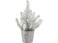 Mandulafenyő faedényben cserépátmérő: kb. 17 cm Pinus Pinea