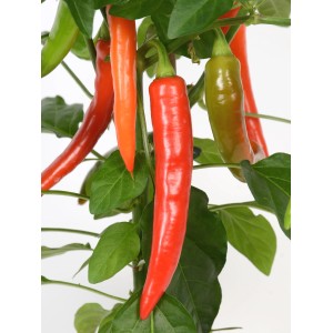 Pick & Joy paprika növény cserépben piros és zöld paprikákkal.