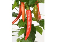 Pepperóni Pick & Joy cserépátmérő: kb. 14 cm Capsicum