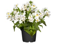 Vörösbegyvirág (Nemesia) Vörösbegyvirág (Nemesia)