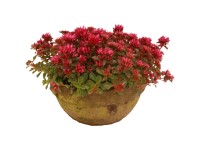 Varjúháj Vintage agyagcserépben cserépátmérő kb. 23 cm Sedum