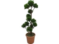 OBI Leyland-ciprus OBI Leyland-ciprus