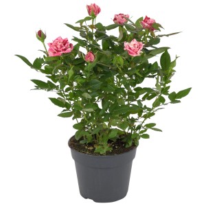 GROW by OBI szobarózsa Special Ganna Rosa cserépben, rózsaszín-fehér virágok.