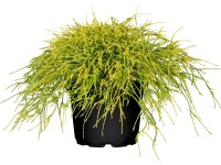 OBI törpe szavára hamisciprus OBI törpe szavára hamisciprus