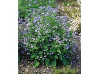 OBI kaukázusi nefelejcs kék cserépátmérő: kb. 9 cm x 9 cm Brunnera