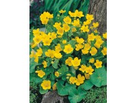 Mocsári gólyahír sárga cserépátmérő: kb. 18 cm Caltha palustris