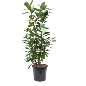 GROW by OBI Babérmeggy Novita, kb. 100 cm magas, 10 literes cserépben.