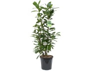 OBI balkáni babérmeggy 