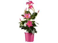 OBI brazil tölcsérjázmin rózsaszín cserépátmérő: kb. 10,5 cm Mandevilla