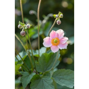 Rózsaszín 'Fantasy Jasmine' kerti szellőrózsa zöld levelekkel és sárga közepével.