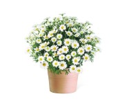 Cserjés margitvirág fehér cserépátmérő kb. 18 cm Argyranthemum